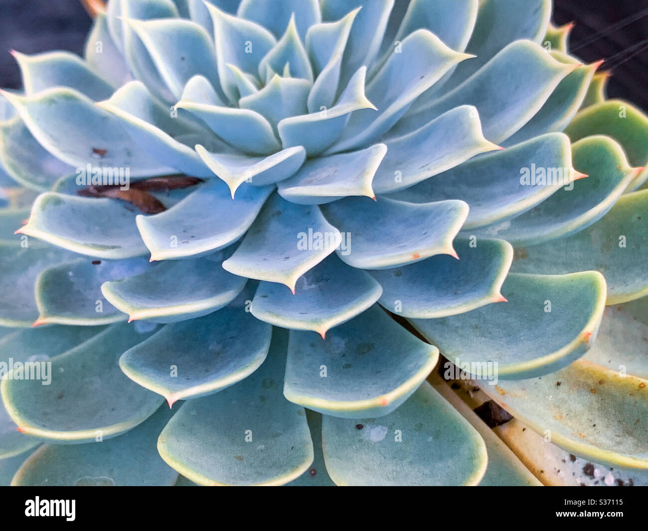 Beautiful blue succulent with its many layers of petals visible from the side Stock Photo