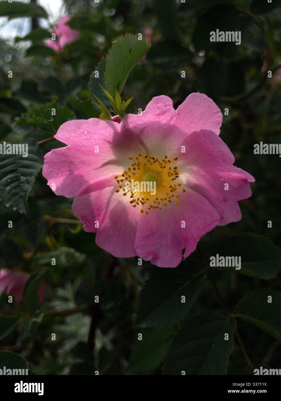 Rosa cinnamomea, pink flower of dog rose Stock Photo
