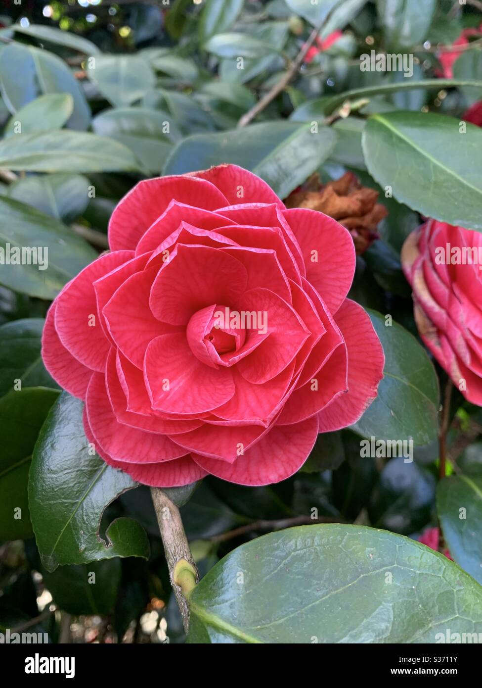 Camellia flower Stock Photo
