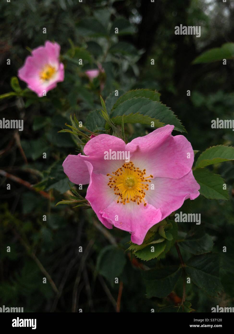 Rosa cinnamomea, pink flowers of fog rose Stock Photo