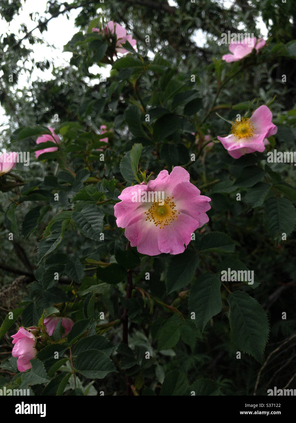 Rosa cinnamomea, pink glowers of dog rose Stock Photo