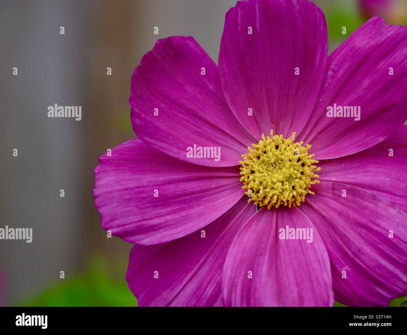 Pink daisy flower Stock Photo Alamy