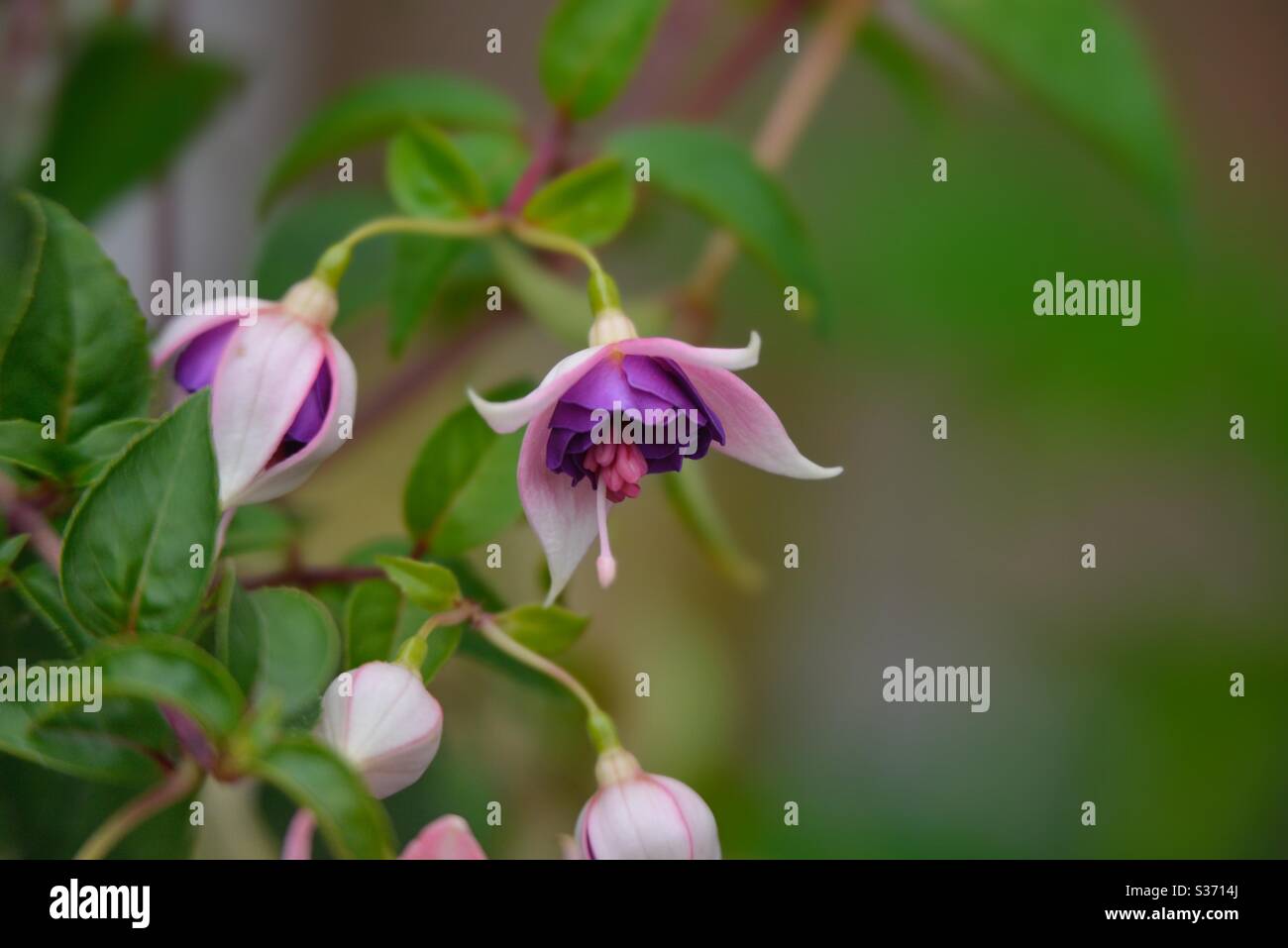 Fuschia flowering Stock Photo