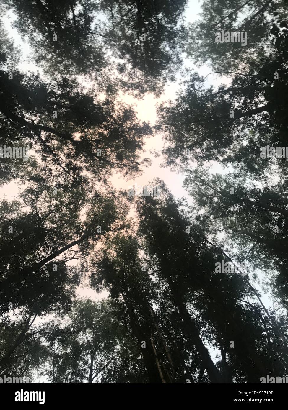 Tree tops at dusk - Smartphone Captured Stock Image