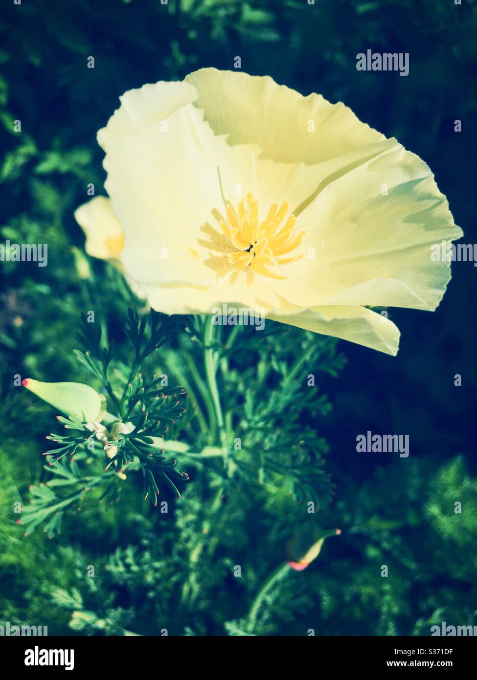 Yellow poppy flower Stock Photo Alamy