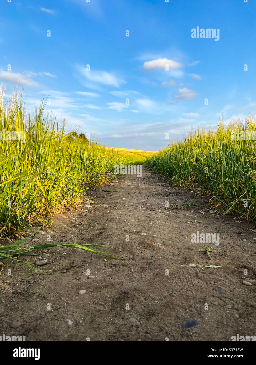 Field paths hi-res stock photography and images - Alamy
