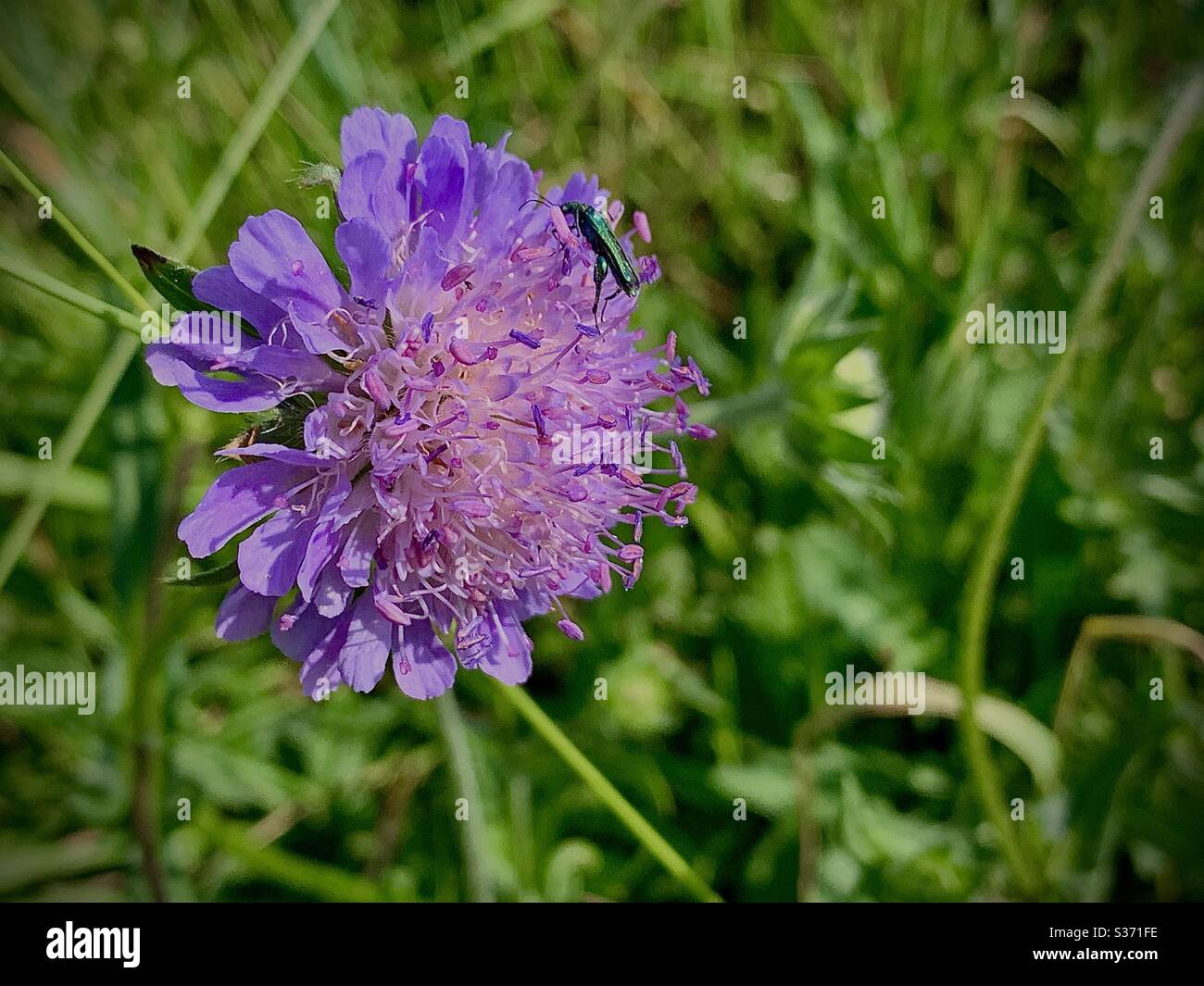 The beauty of a summer walk in the meadow. Stock Photo