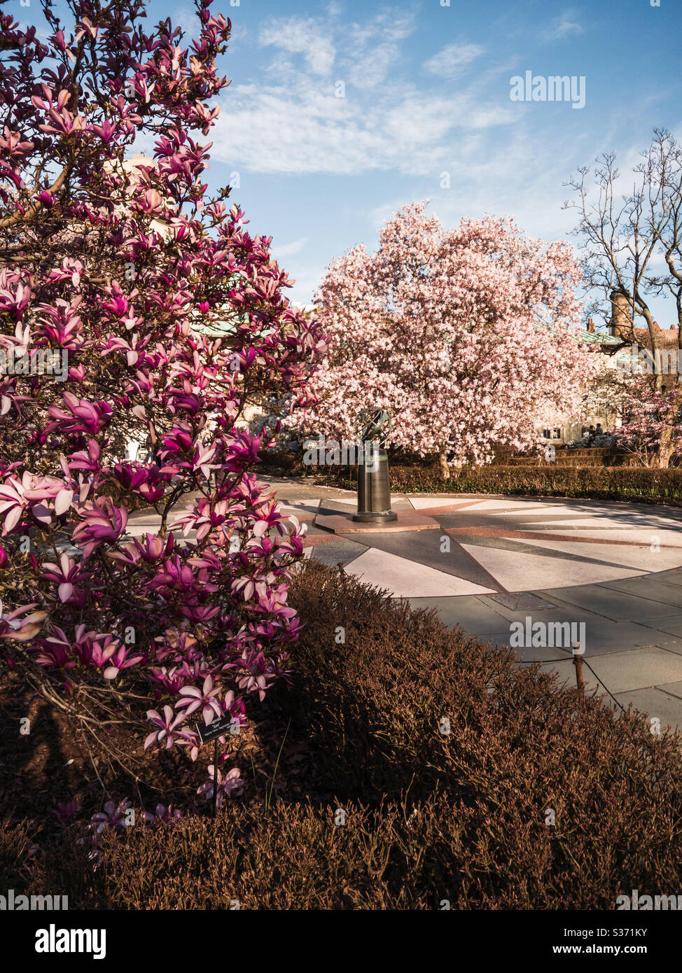 Cherry blossom at the Brooklyn botanical gardens Stock Photo