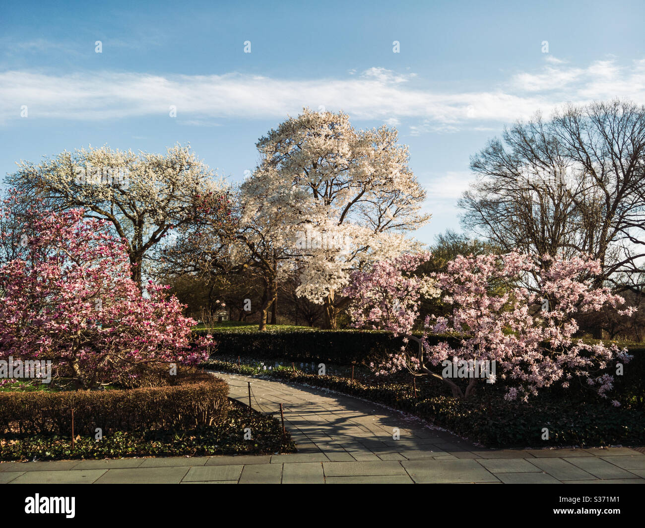 Cherry blossom at the Brooklyn Botanical Garden Stock Photo