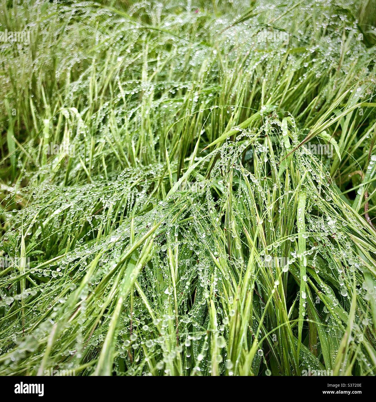 Droplets of rain on long grass. Stock Photo