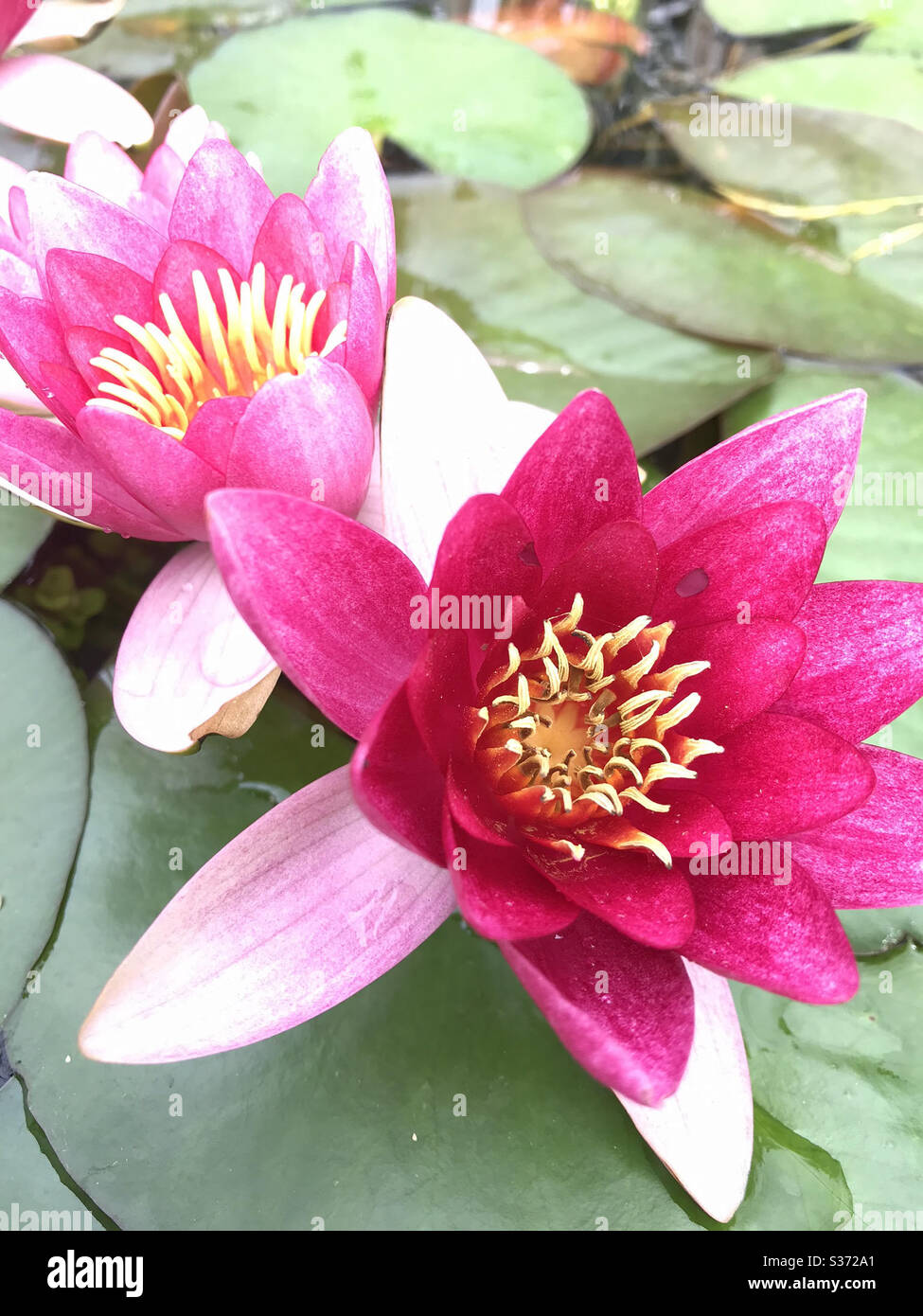 Blooming water lilies in a garden pond Stock Photo