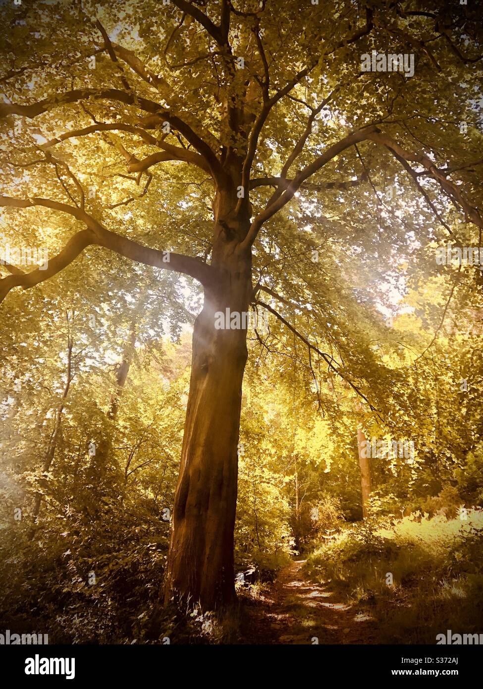 Hallgates hires stock photography and images Alamy