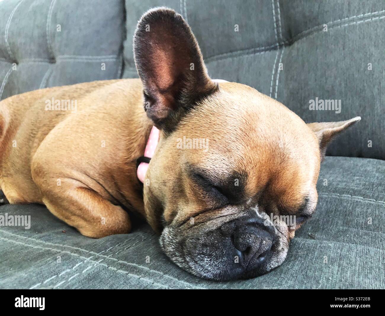 A french bulldog sleeping Stock Photo Alamy