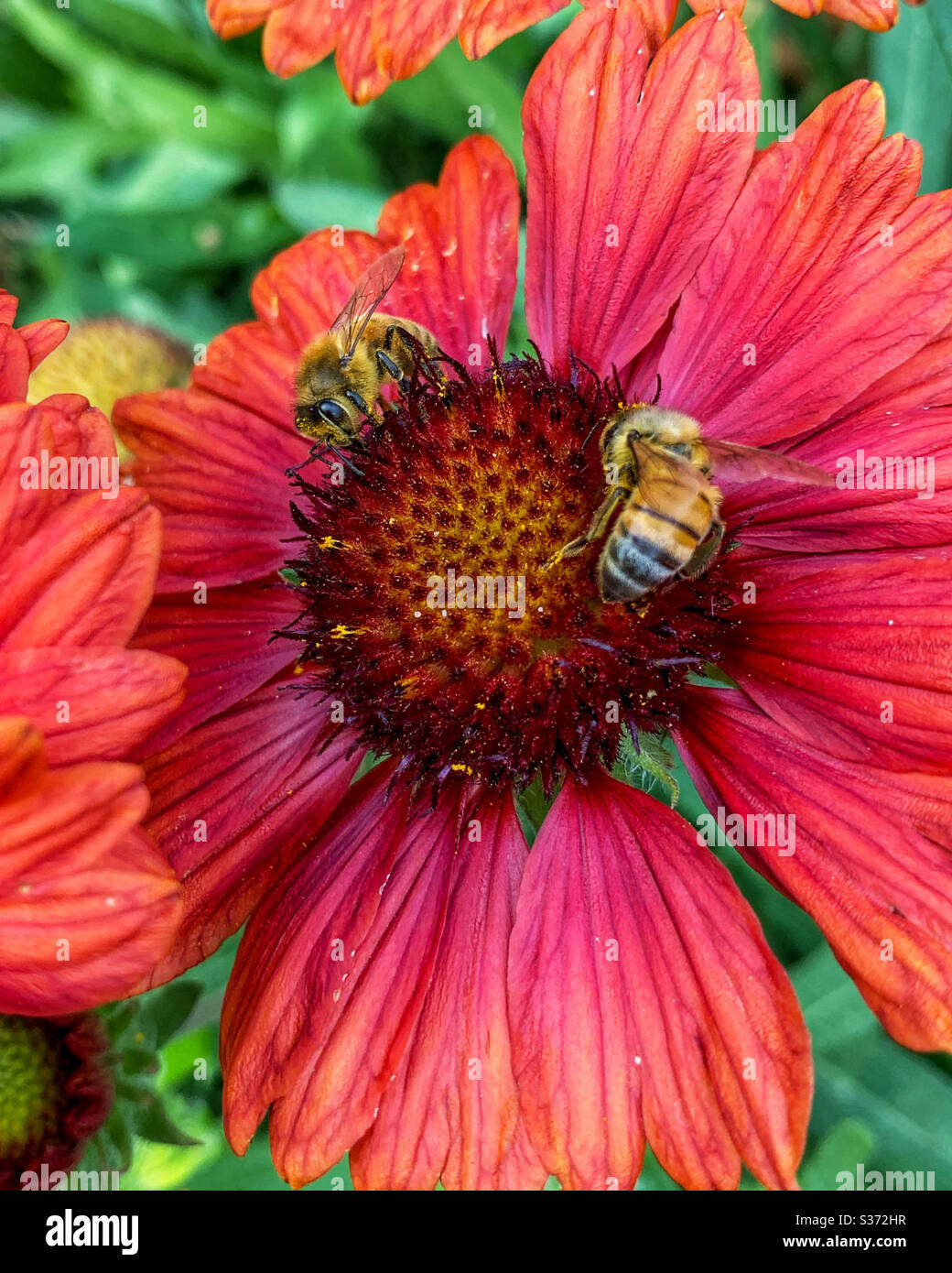 Two busy Bees on red flowers Stock Photo