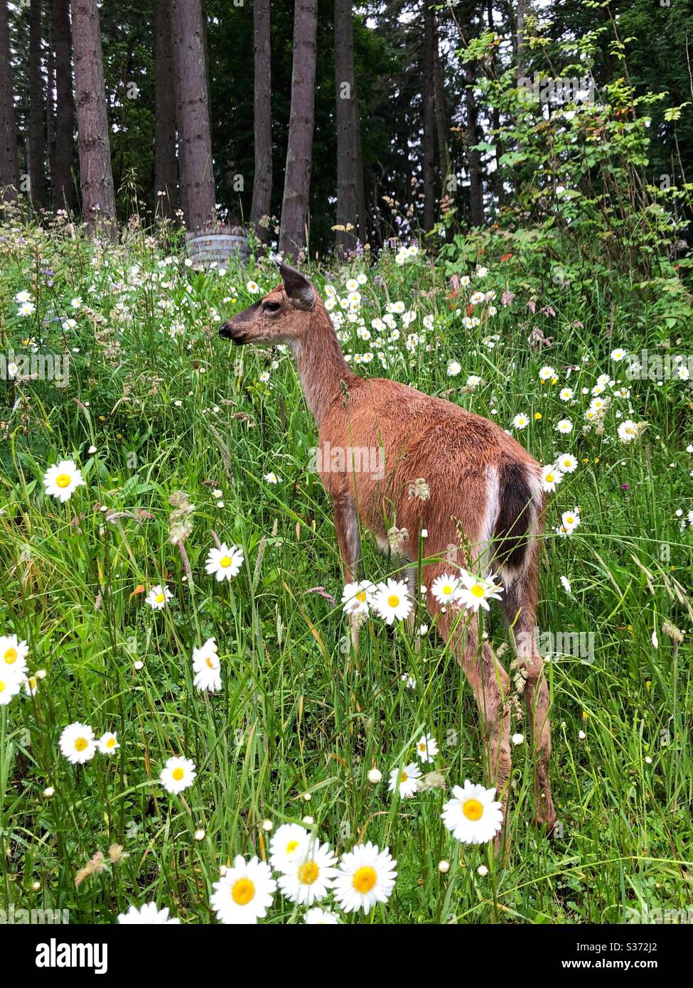 A deer in a field of daisies Stock Photo Alamy