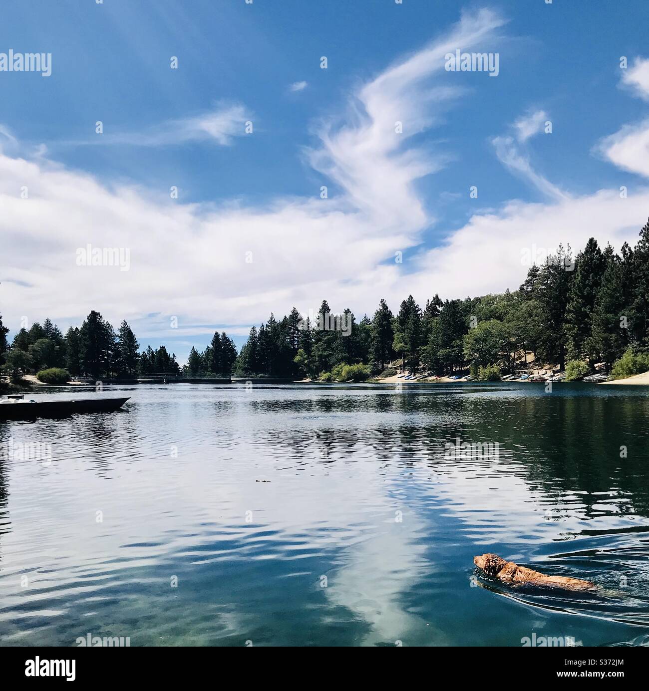 A golden retriever swims in a mountain lake. Stock Photo