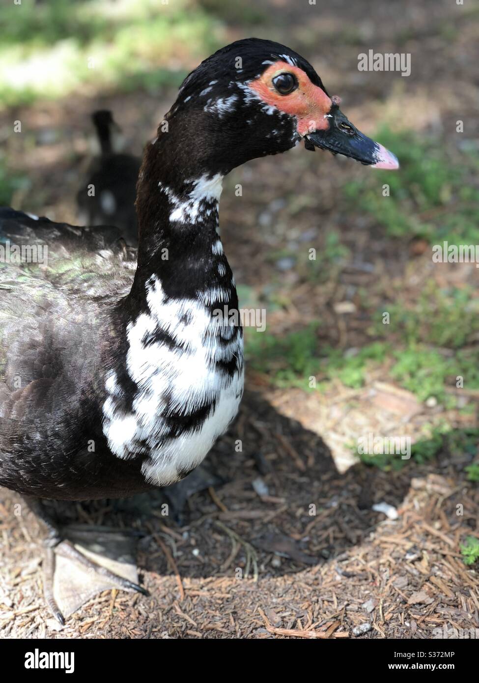 Speckled duck hires stock photography and images Alamy