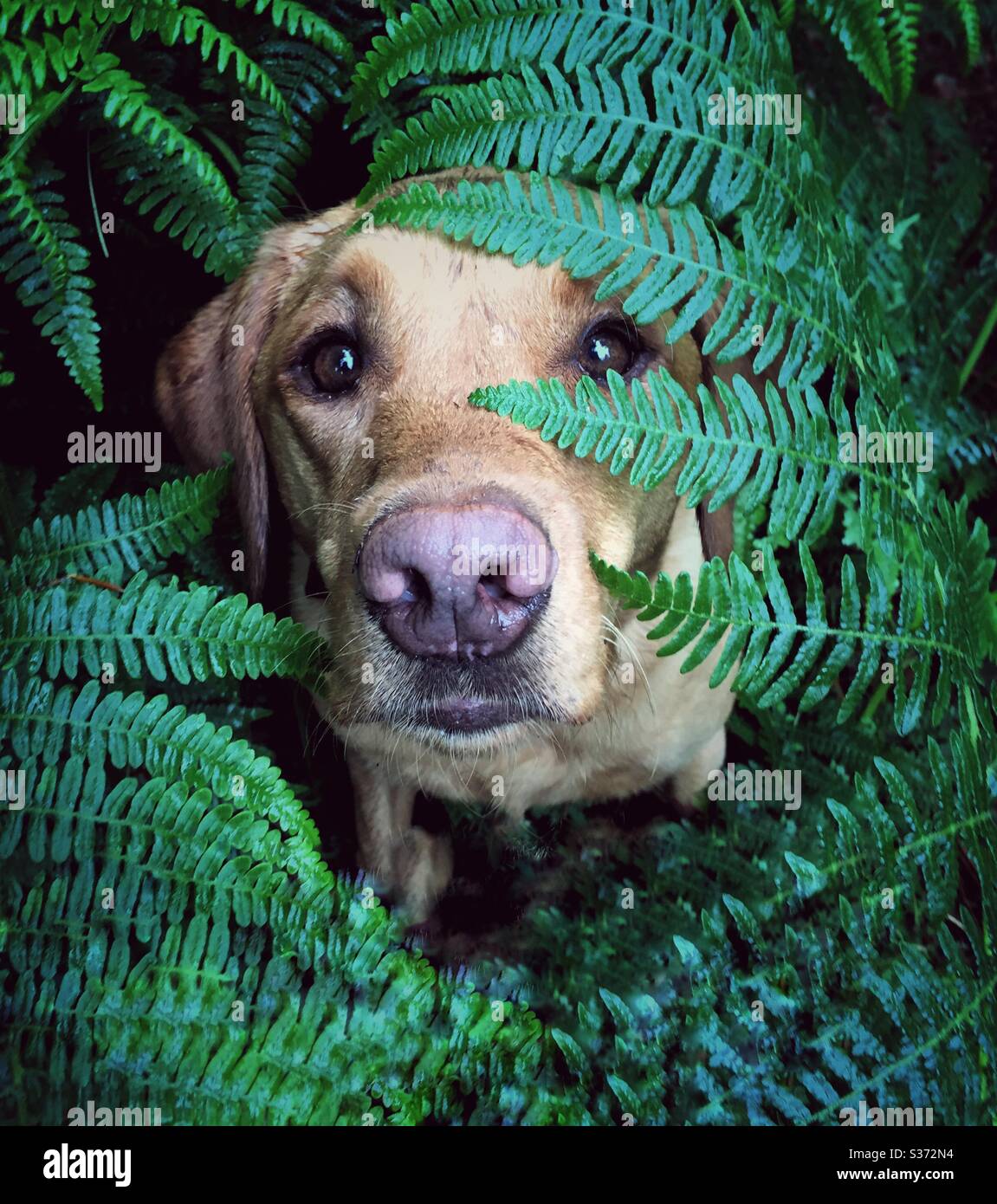 A cute Labrador retriever dog hiding amongst fern leaves and the fronds of lush green foliage during a dog walk through Forest Stock Photo