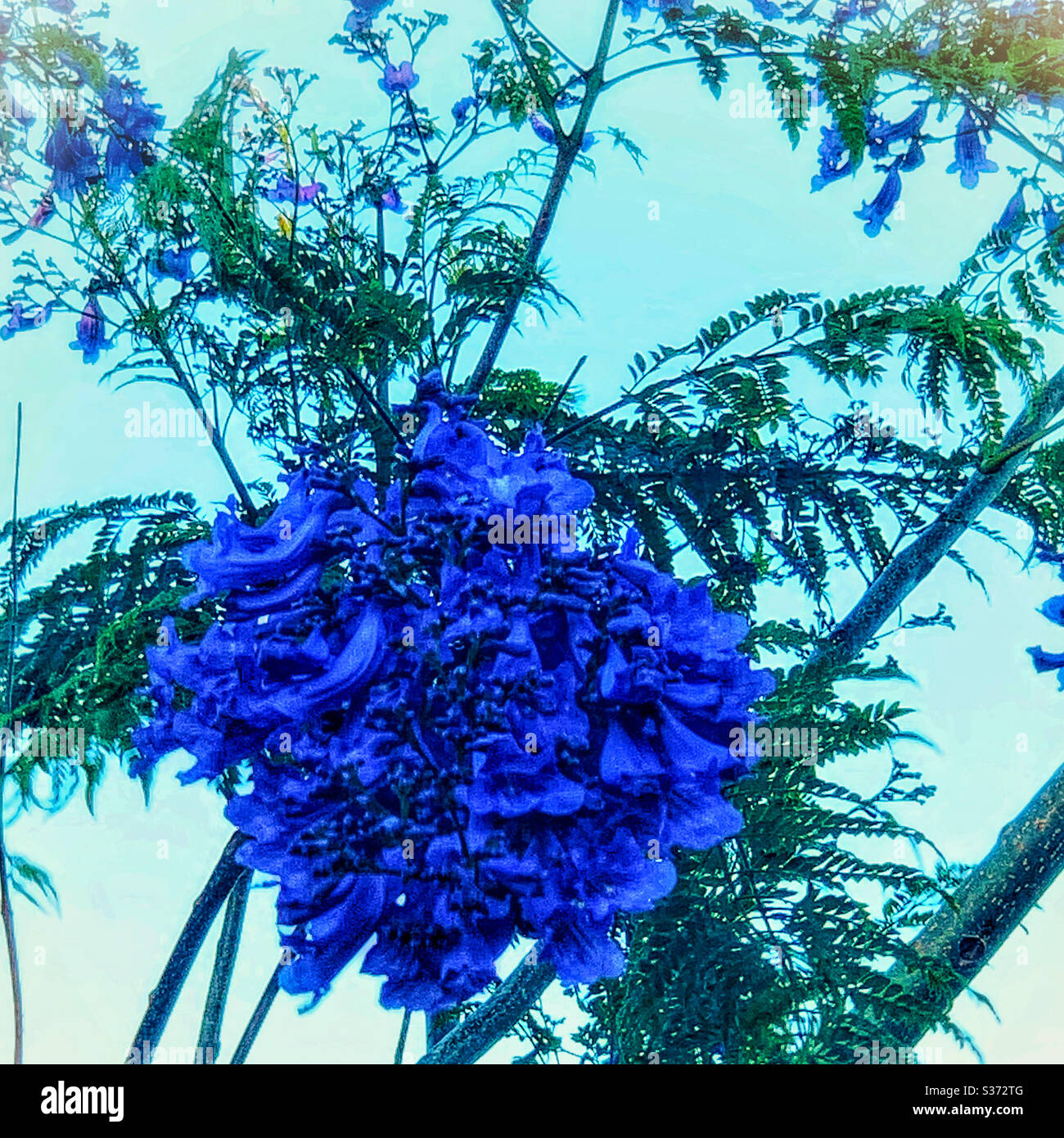 Jacaranda leaves hires stock photography and images Alamy