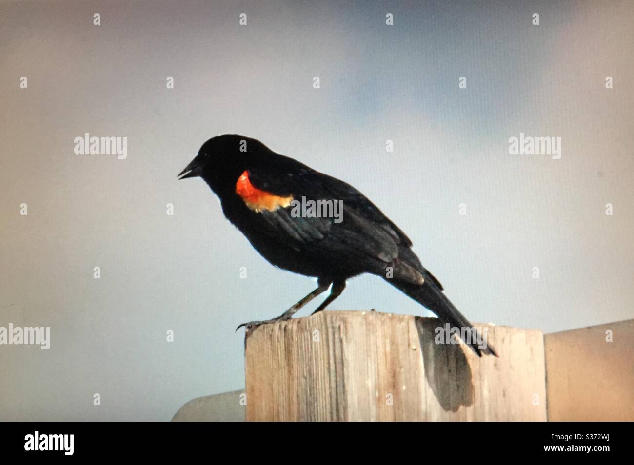 North American birds, birds of North America , Red-winged Blackbird, Agelaius phoeniceus, - Smartphone Captured Stock Image