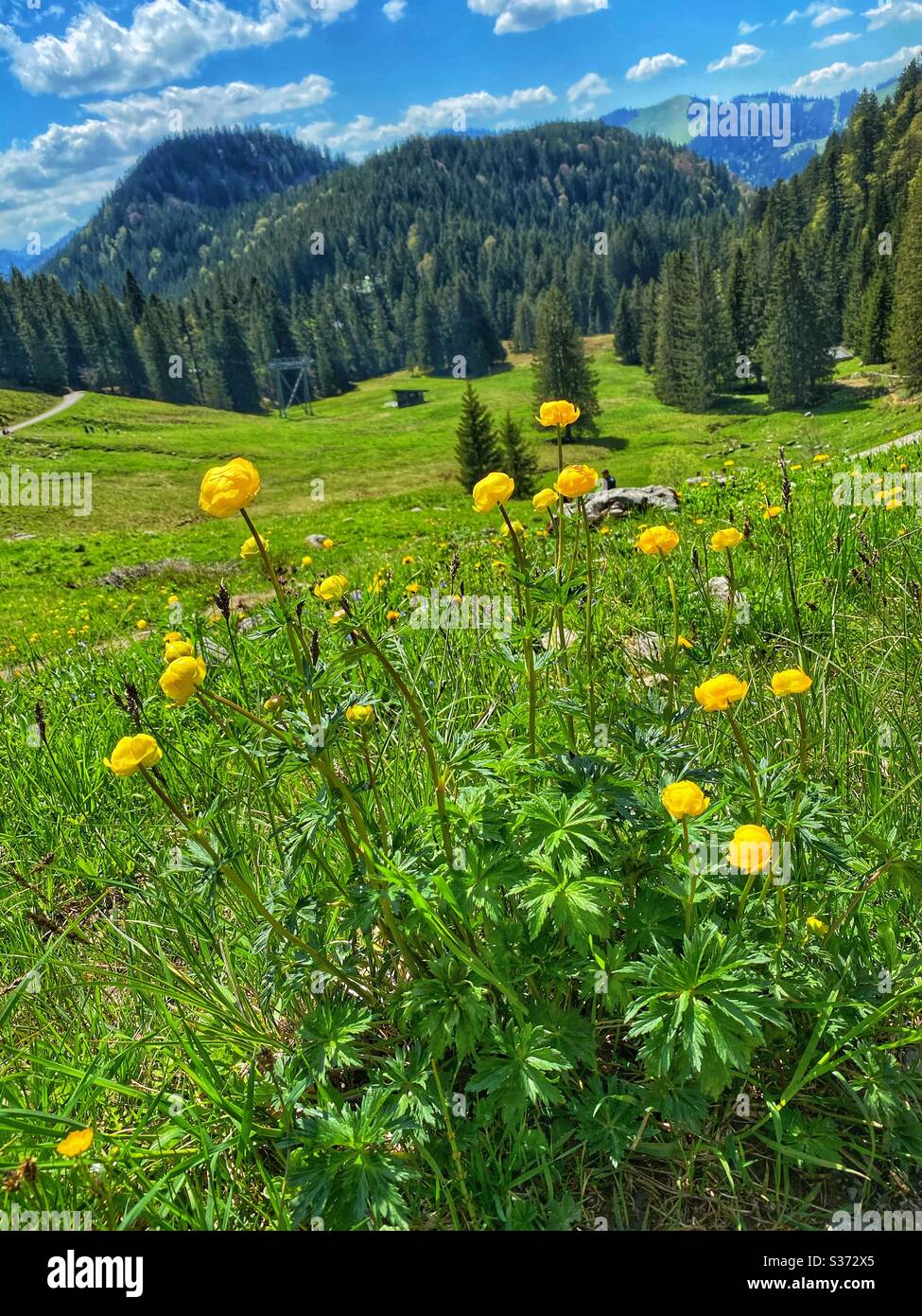 Yellow globeflowers with mountains and forest in the background. - Smartphone Captured Stock Image