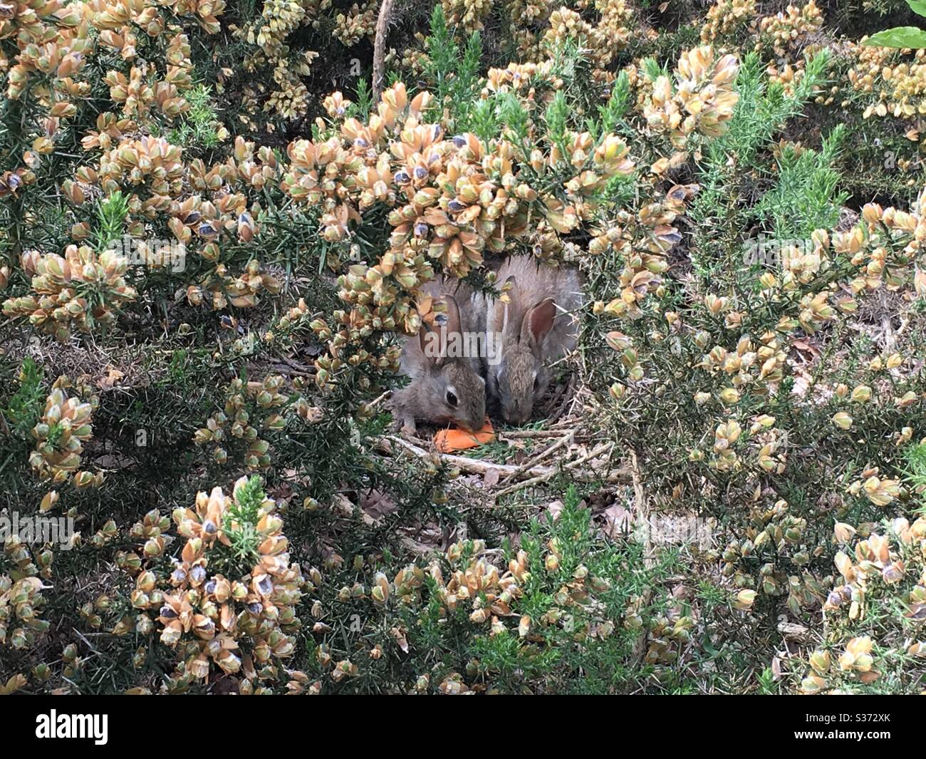 Bunny rabbits eating carrot in gorse bushes - Smartphone Captured Stock Image