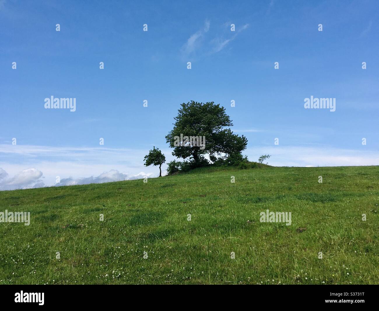 Tree - Smartphone Captured Stock Image