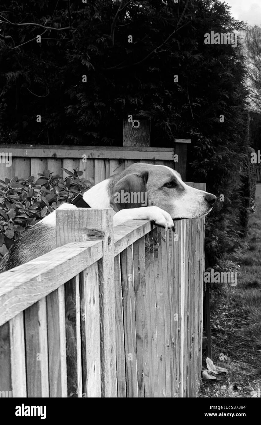 Foxhound watching the world go by Stock Photo