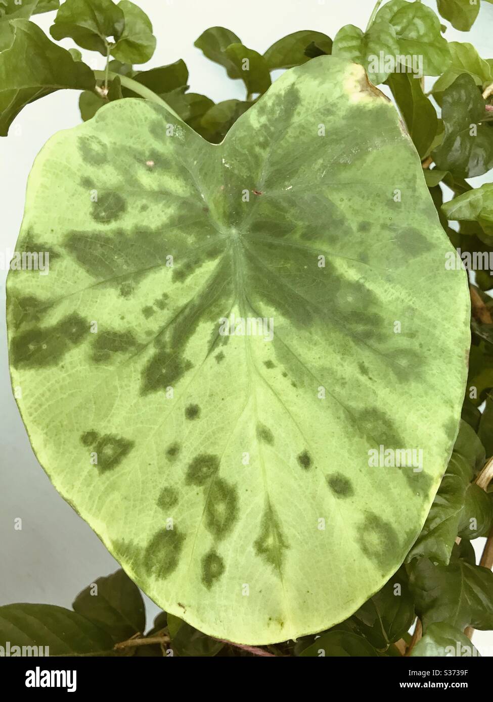 Colocasia leaf loosing it Chlorophyll and discolouring- pigment leaf with many colours in my garden in colour change mode- Singapore Stock Photo