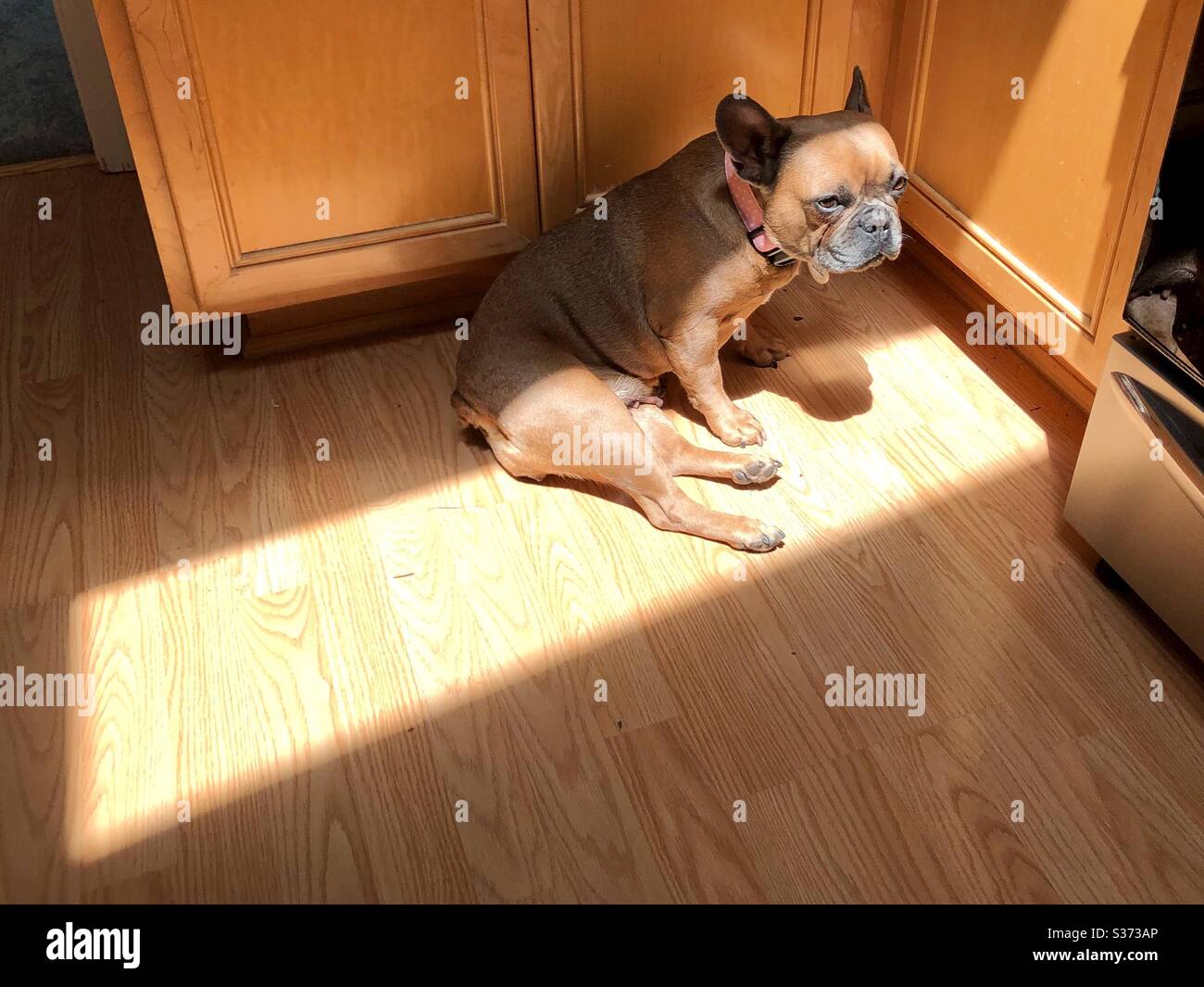 A french bulldog sitting in a sun spot. Stock Photo