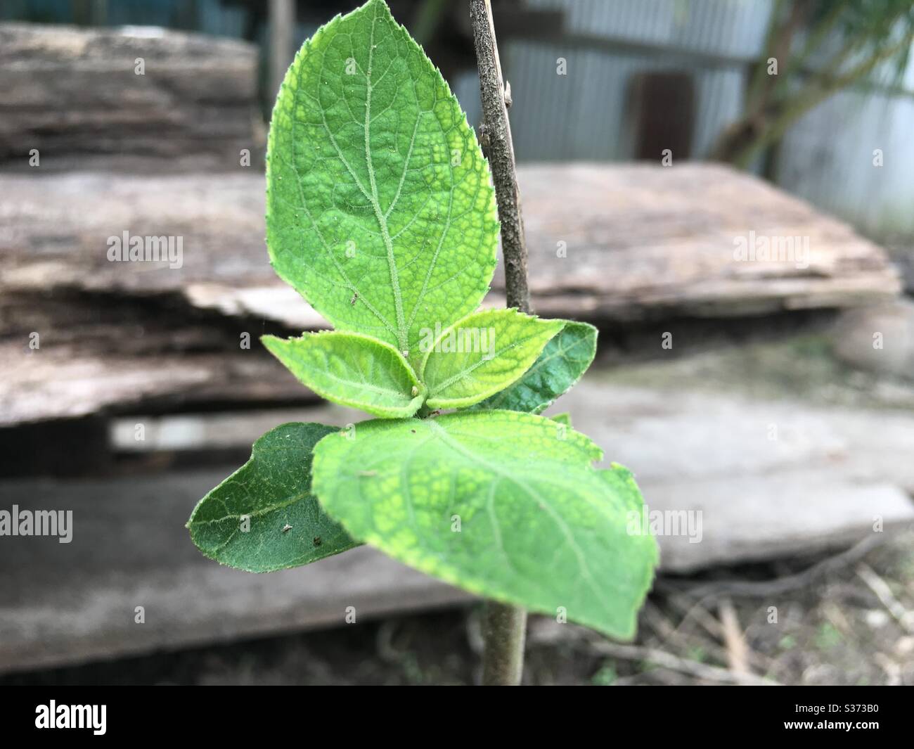 Random plant hi-res stock photography and images - Alamy