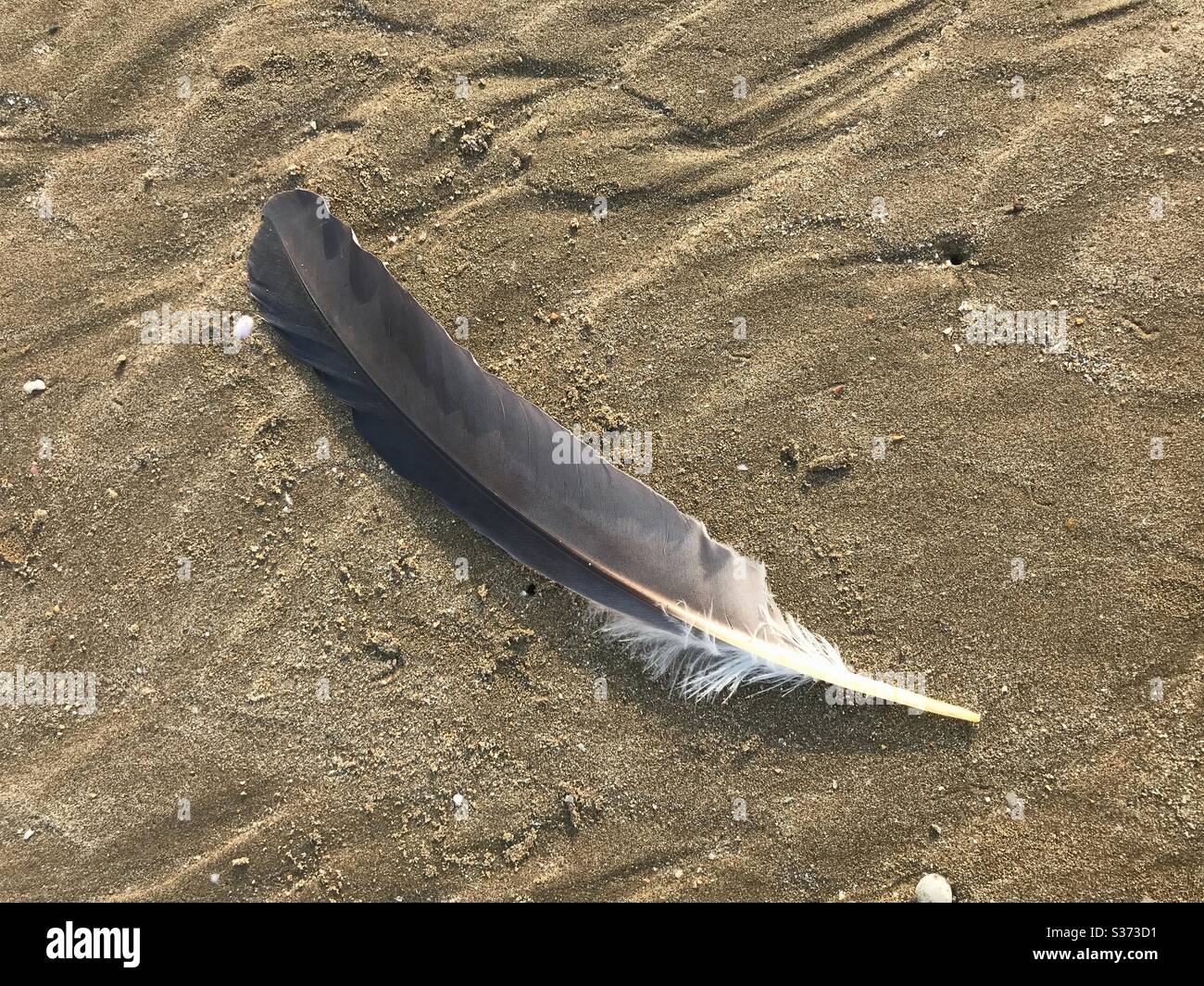 A bird’s feather - Smartphone Captured Stock Image