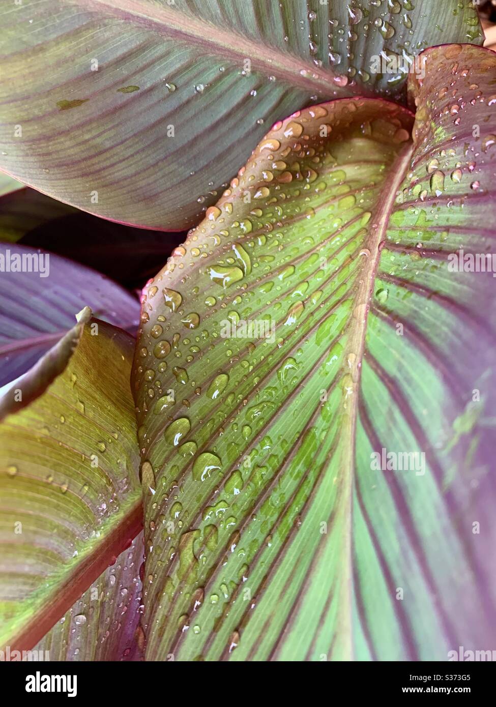 Wet leaves of Ganyong plant Stock Photo