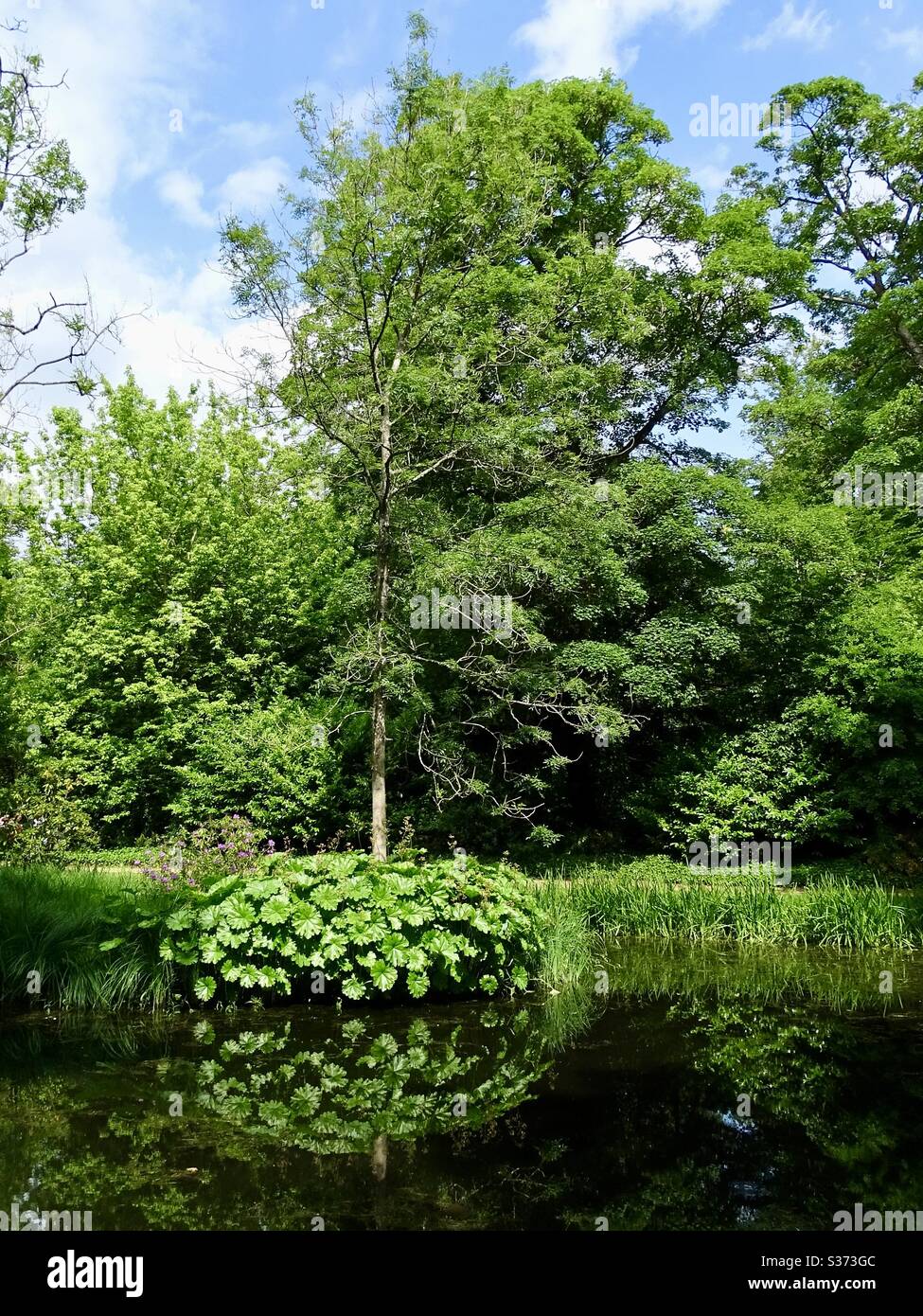 Reflections on trees and plants in the lake at Stowe gardens in early summer Stock Photo