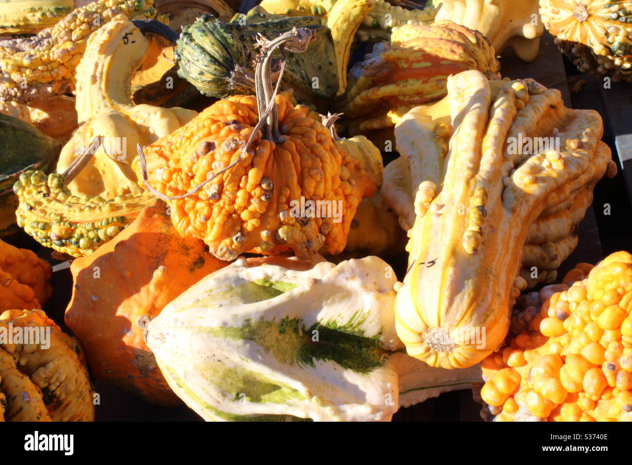 Bumpy gourds and pumpkins Stock Photo