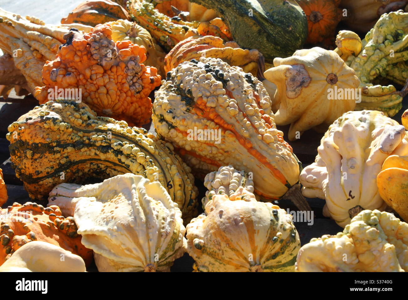 Bumpy gourds and pumpkins for fall festival Stock Photo