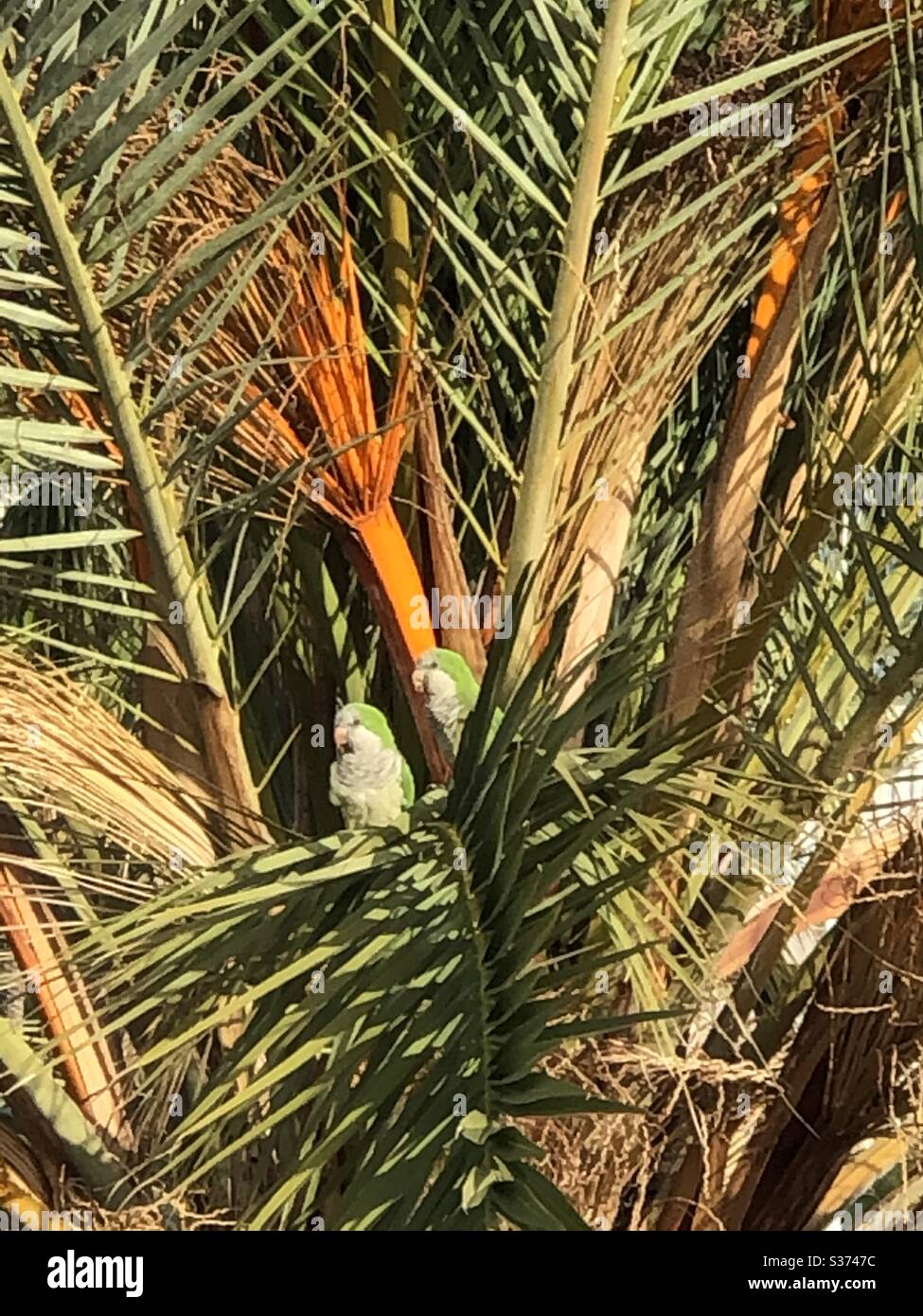 Parrots in palm tree Stock Photo Alamy
