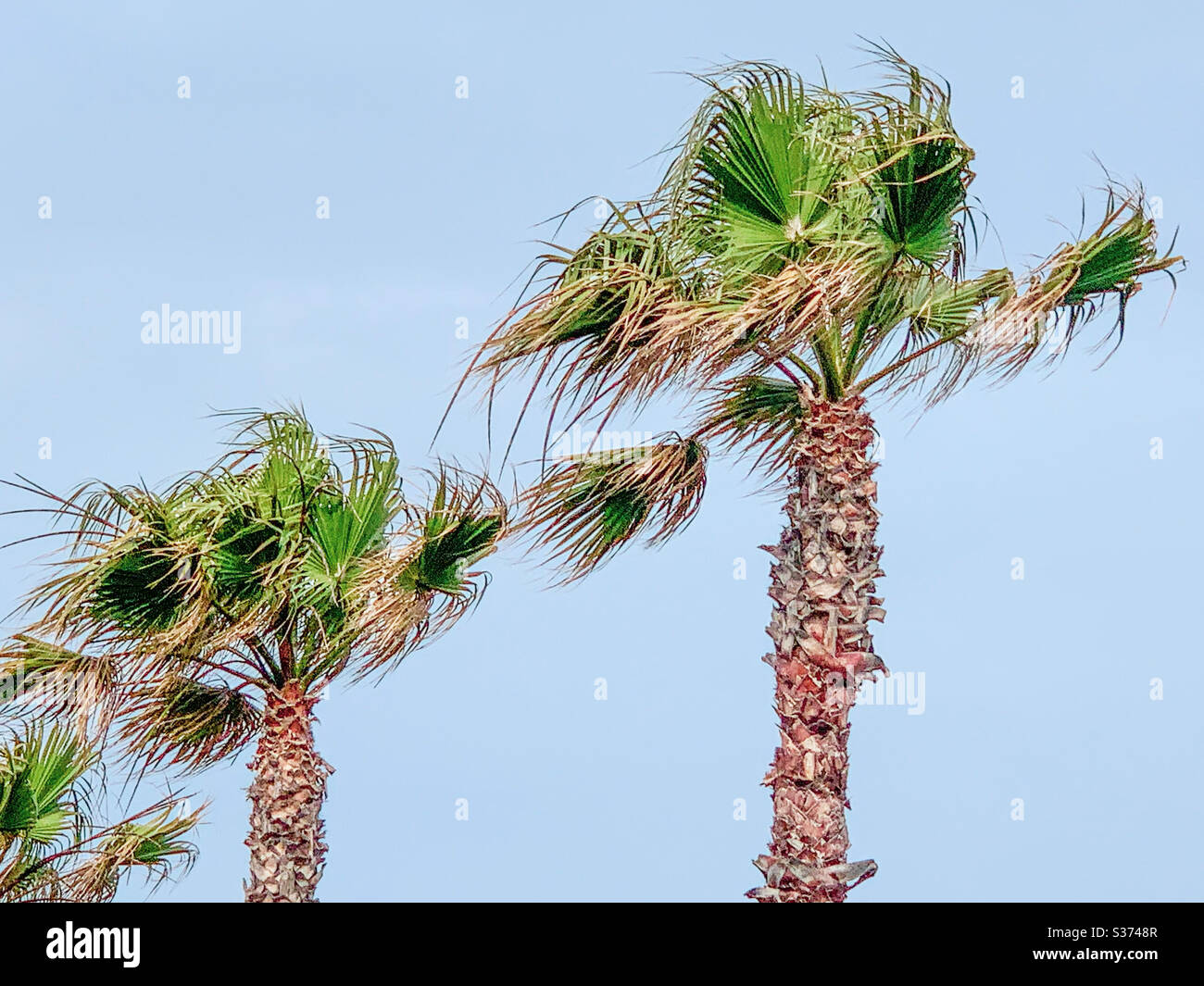 Palm trees against blue sky - Smartphone Captured Stock Image Palm trees against blue sky - Smartphone Captured Stock Image
