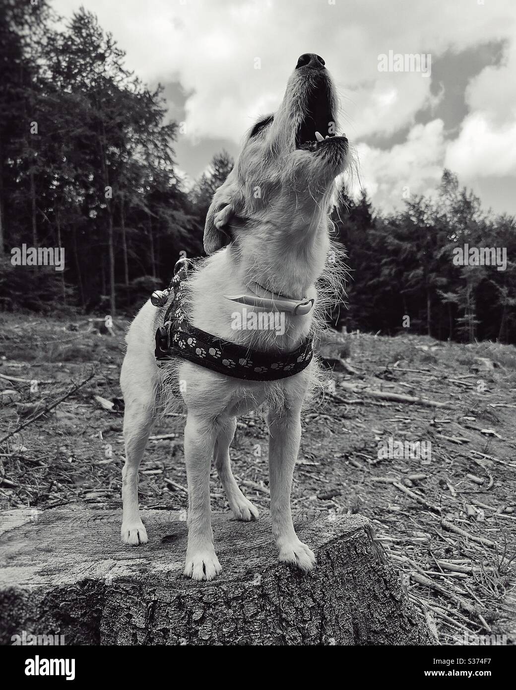 Cute Jack Russell terrier barking - Smartphone Captured Stock Image