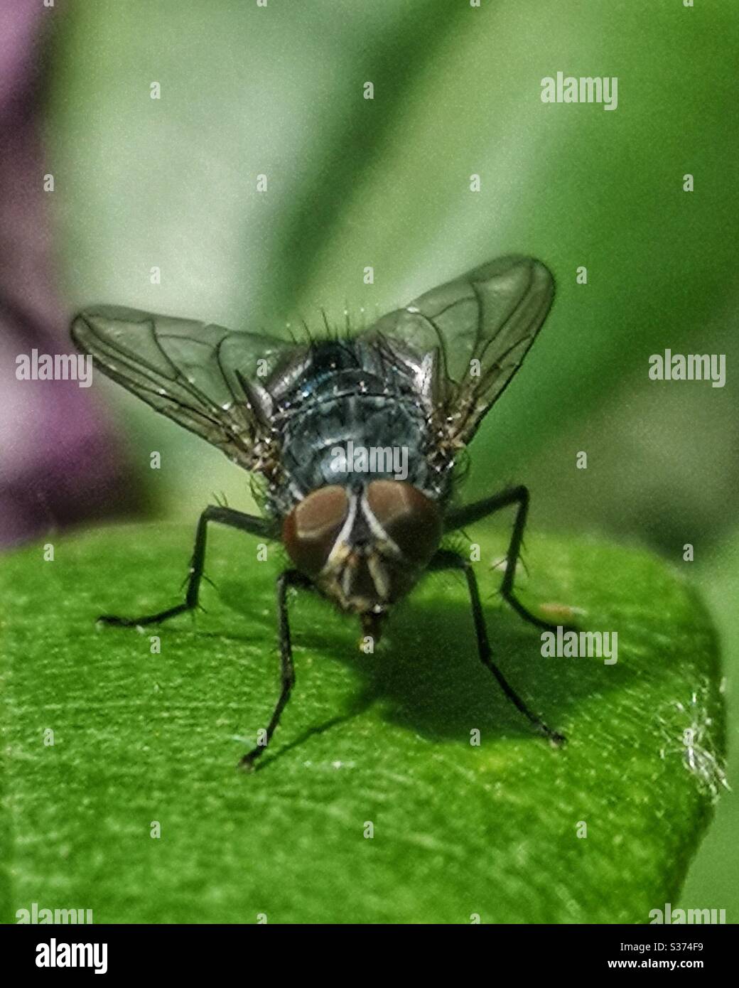 Macro shot of fly on leaf - Smartphone Captured Stock Image