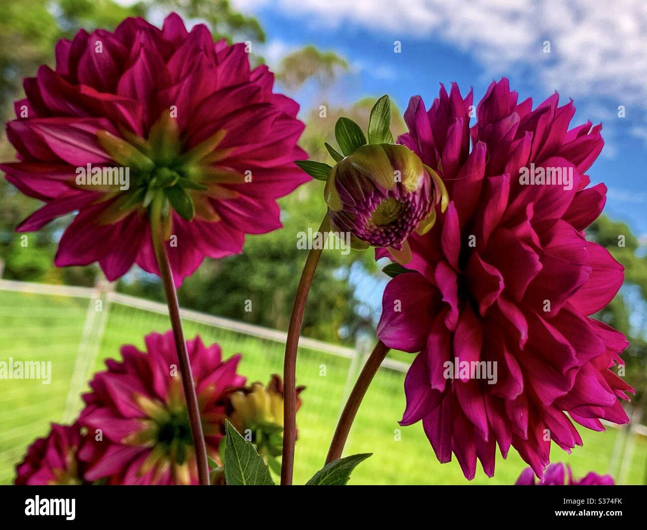 Red Dahlia flowers and buds flowering on a glorious blue sky day - Smartphone Captured Stock Image