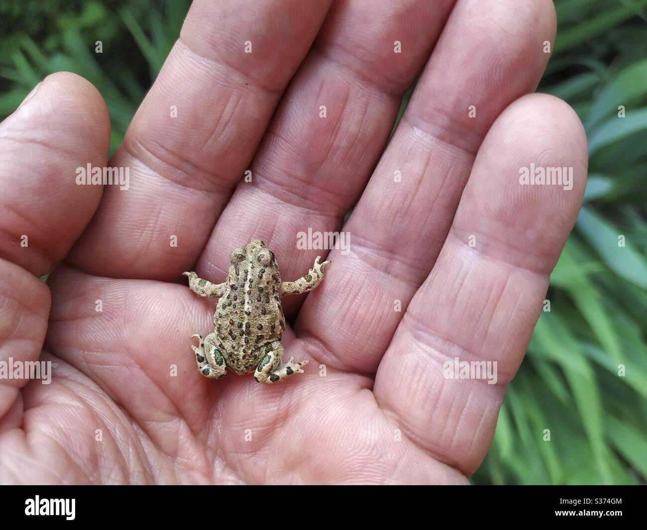 Natterjack toad. Epidalea calamita, former Bufo calamita. Stock Photo