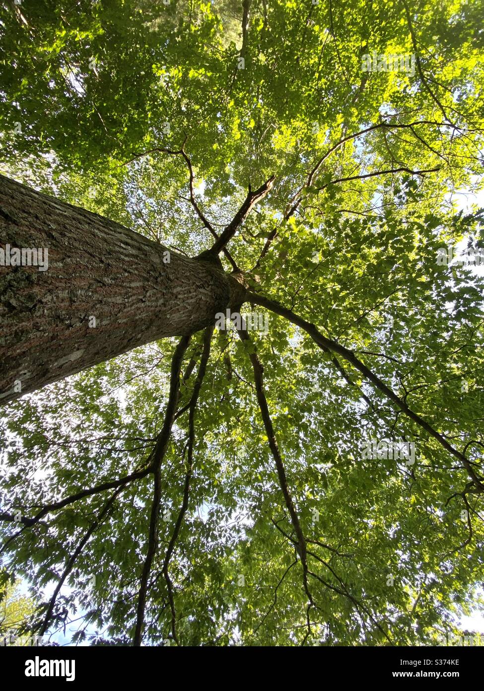 Solid oak hires stock photography and images Alamy