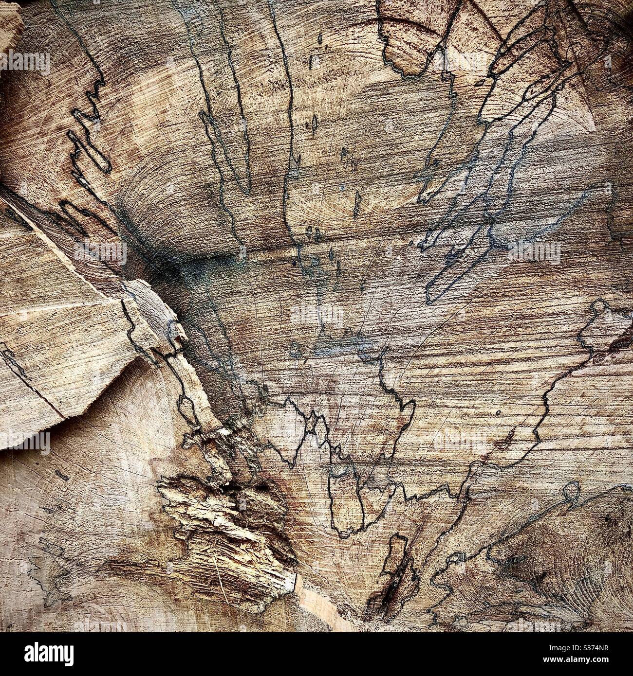 Texture and pattern in cross-section of sawn tree trunk. Stock Photo