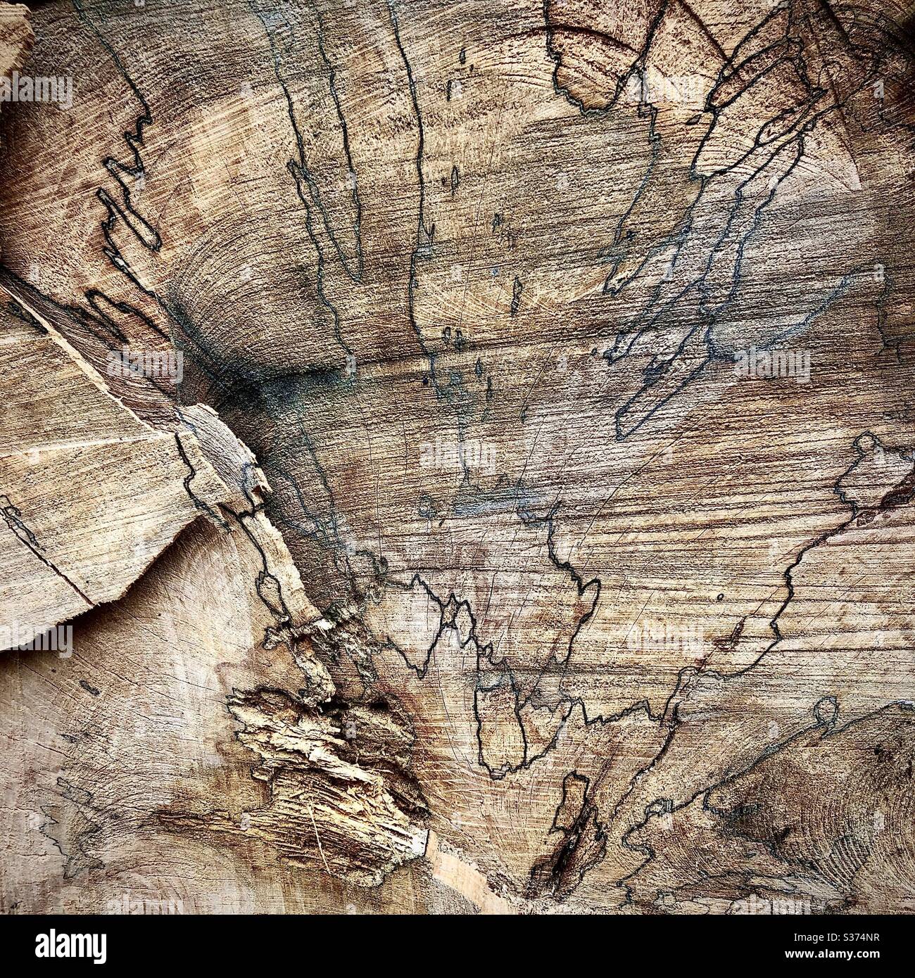 Texture and pattern in cross-section of sawn tree trunk. - Smartphone Captured Stock Image