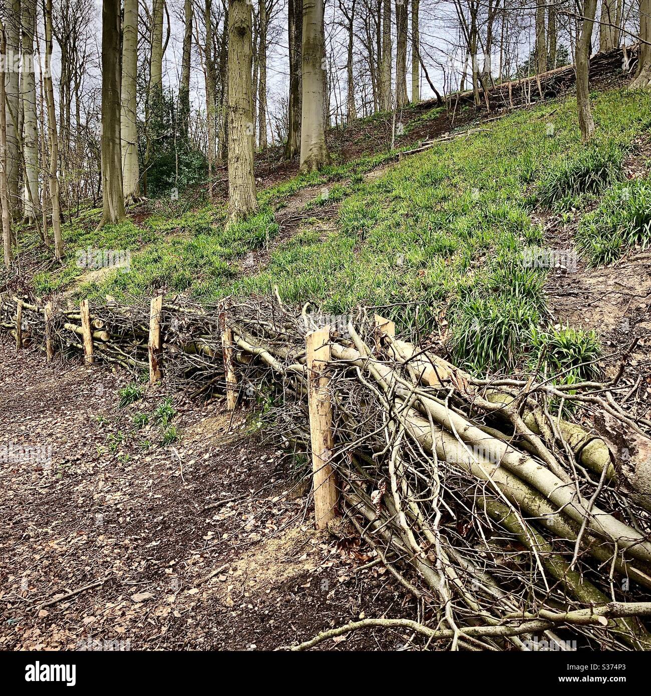 Natural fencing 2024