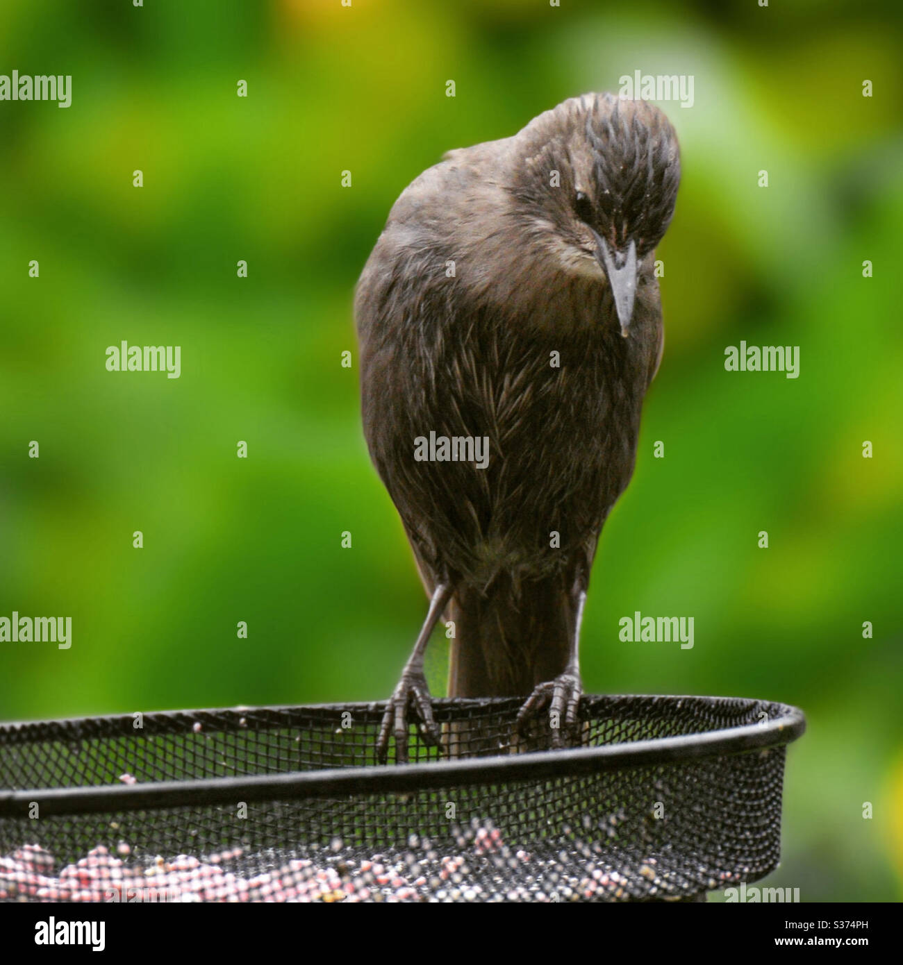 Starling bird deciding if to go or stay and full it’s body Stock Photo