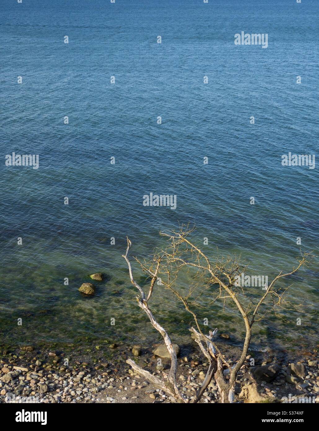 A dead tree on the beach of Baltic Sea in foreground having perfect contrast against blue sea water - Smartphone Captured Stock Image