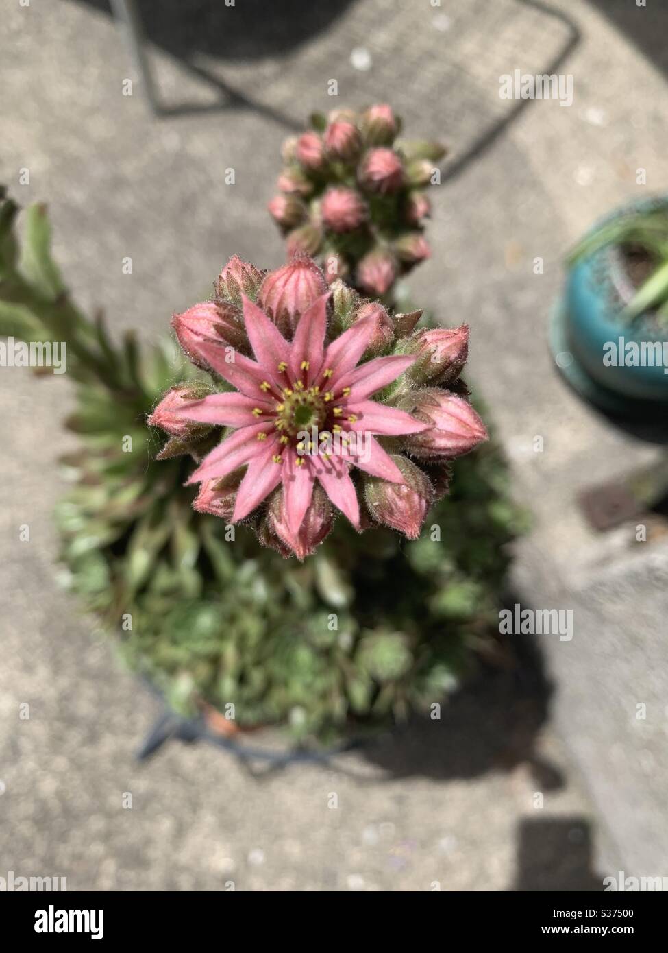 Hens and chick succulent plants blooming with pink flowers on rooster shoots. Gorgeous! Stock Photo