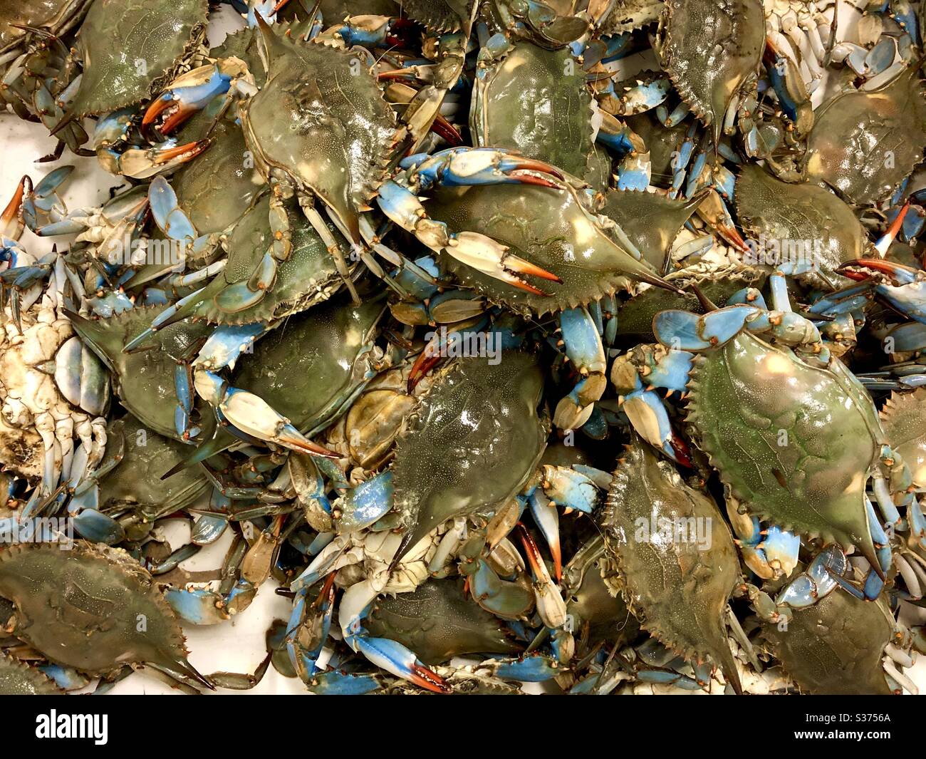 Live Blue Crabs in an Asian market. - Smartphone Captured Stock Image